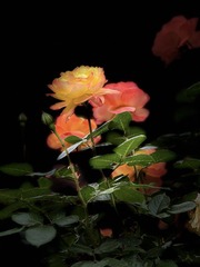 BB24ED94-A1BD-4ADB-8A1E-F59220B1FCBB/L0/001