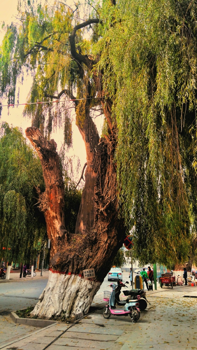 百年老树