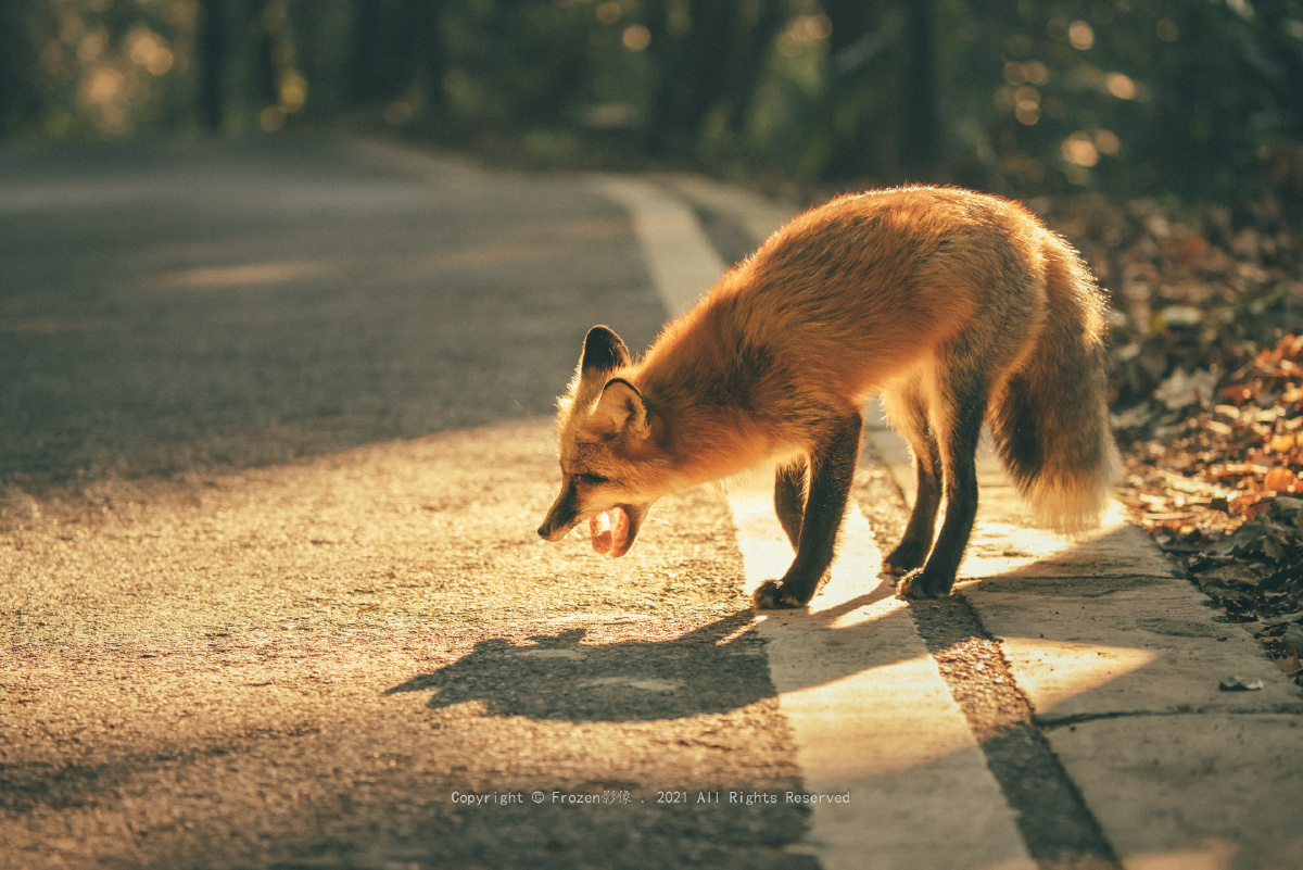 武汉大学网红小狐狸"珞珞"