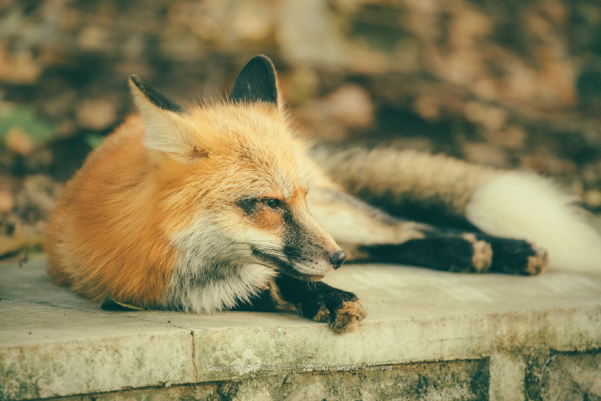 武汉大学网红小狐狸"珞珞"