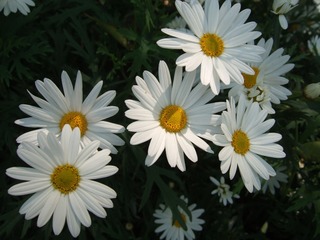 0D3BD351-8E25-4C23-95C8-D675657A94CB/L0/001