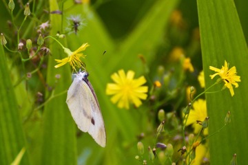 IMG_0917.jpg