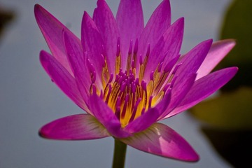 IMG_1175.jpg