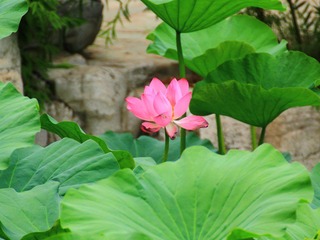 IMG_1651.JPG