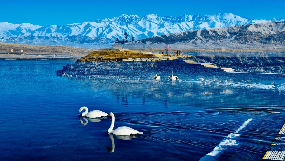 冰山湖中两只鹅游化水中