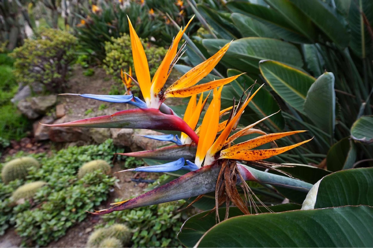 天堂鸟极乐之花