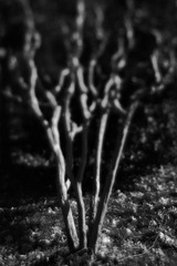 _H4P4325_1.JPG