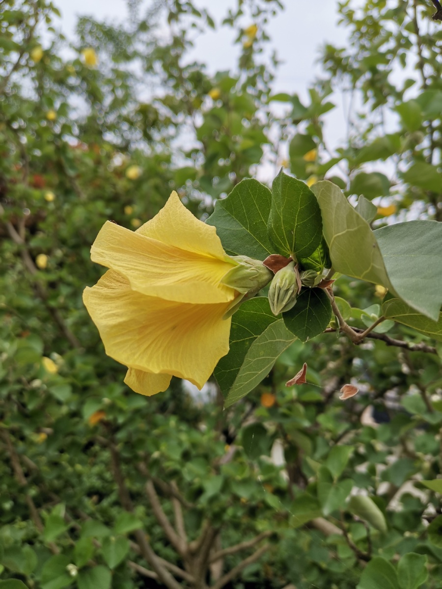 马路边有一棵树开满了黄色的花