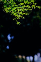 E0A05598-02C5-4649-9805-70B05C4C3C33/L0/001