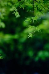 80E58C5D-363F-434B-9006-0A79F79F6A65/L0/001