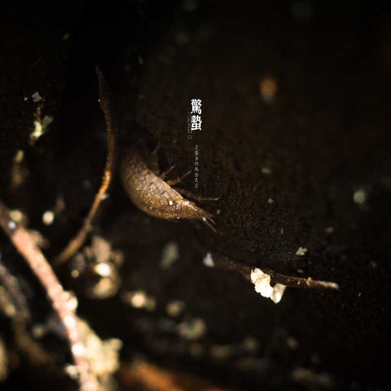 是蛰虫惊而出走矣.