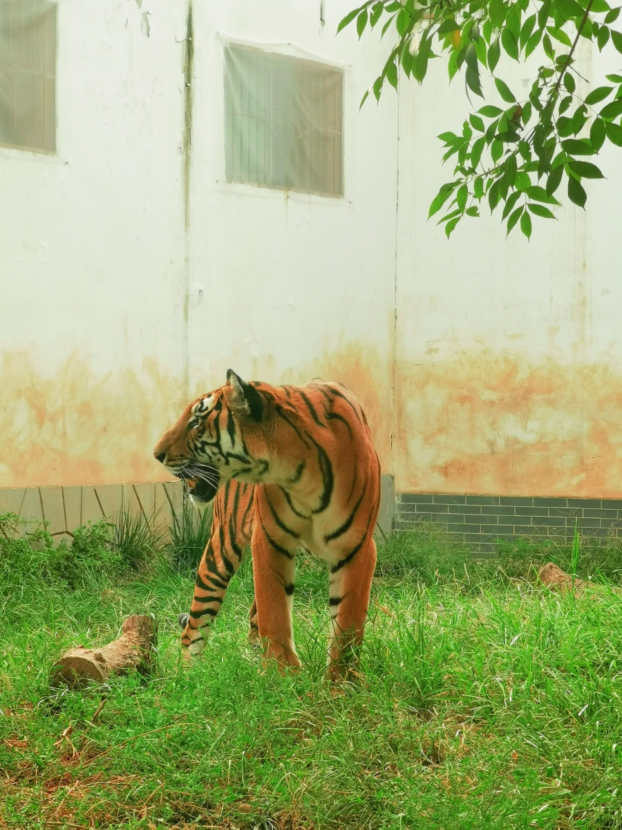 虎虎生威美如画,华南虎日常活动捕捉.