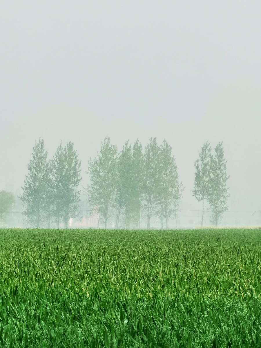 麦田晨雾绿油油的麦田与远方晨雾中朦胧的树