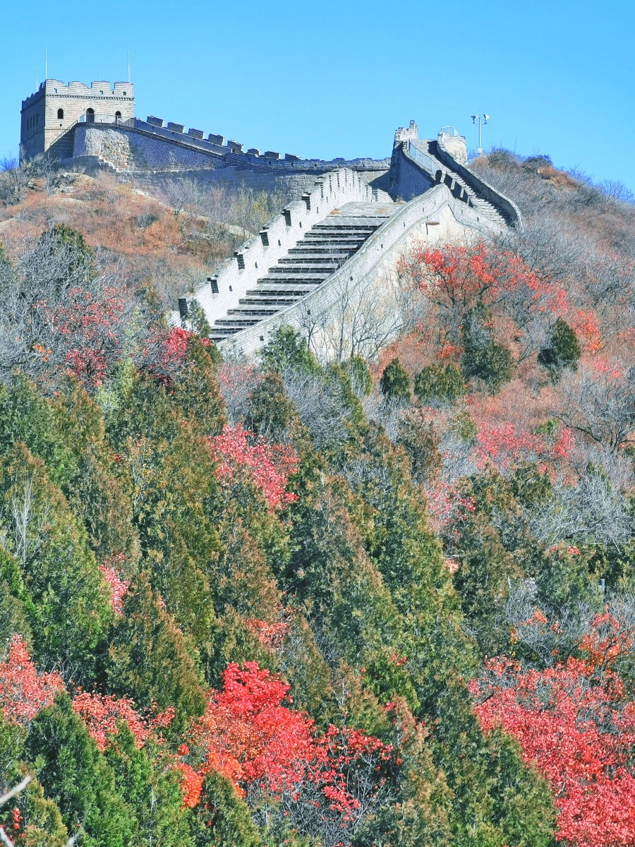 巍巍长城披秋装秋日色彩斑斓的八达岭长城