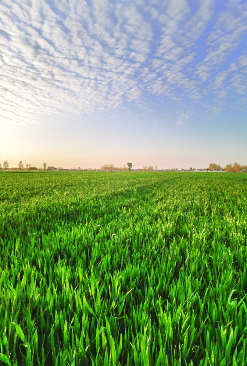 麦田野望绿色的麦苗蓝蓝的天