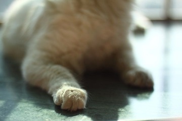 _MG_9140.JPG