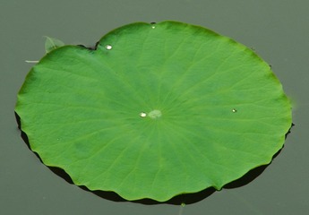 IMGP7090-2