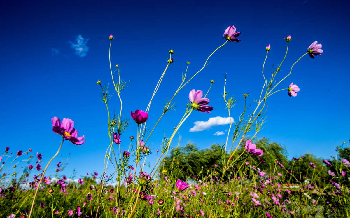内蒙古高原美丽的格桑花