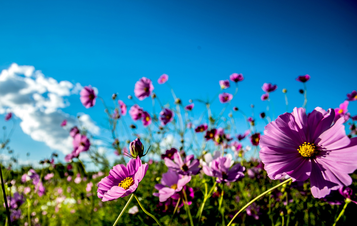 内蒙古高原美丽的格桑花