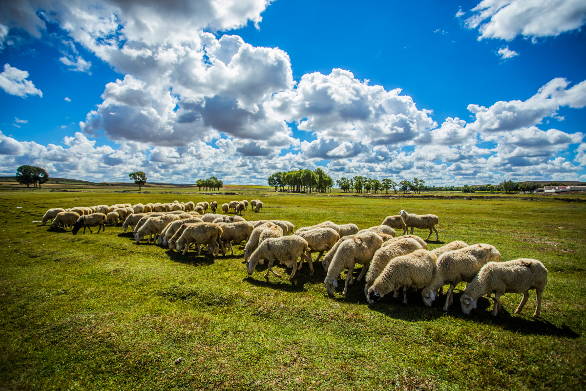 蓝天白云下草原风光羊群牧羊人