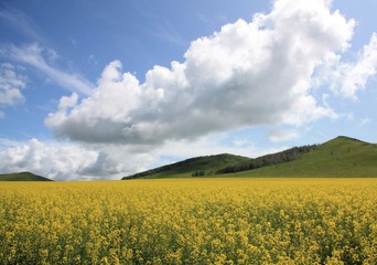 草原黄花