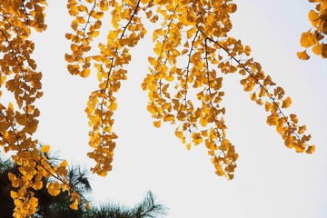 花枝