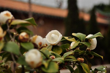 山茶花.JPG