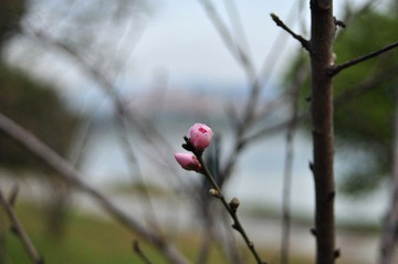 蓓蕾.JPG