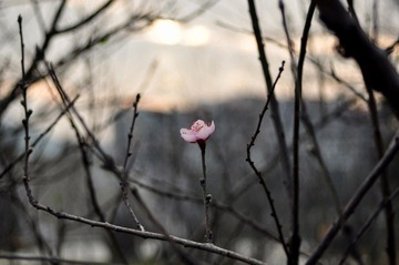 春光.JPG