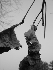 DSCF8125.JPG