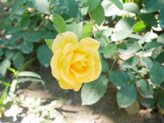 595659E9-317F-4242-873A-8FE74B320C73/L0/001