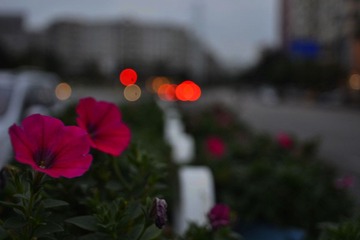 _DSC0012.jpg