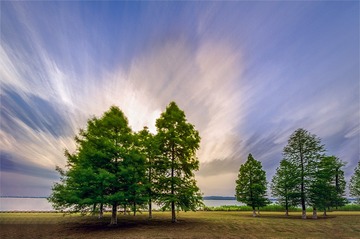 未标题-0太湖杉林