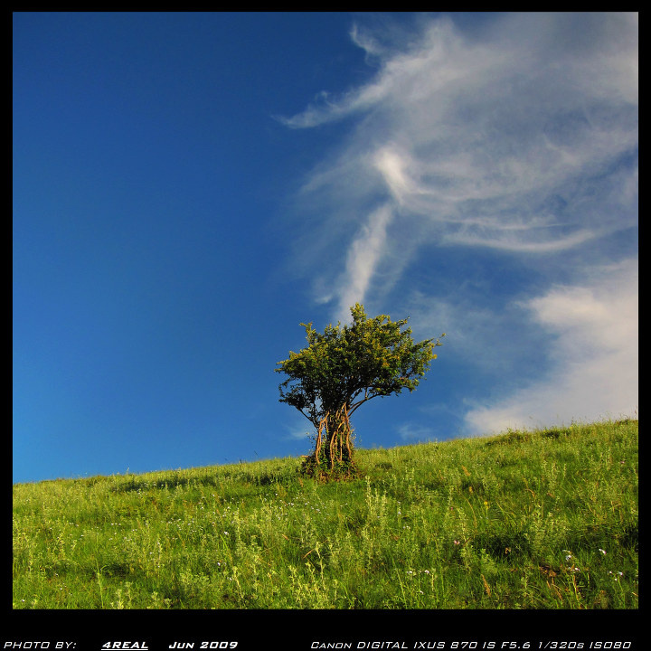 守望树的灵魂<br />
山边唯一的一颗树，孤独而执着。