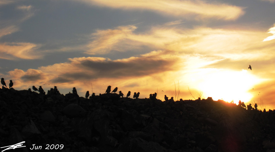 日落鸟<br />
