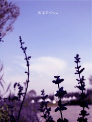 薰衣草