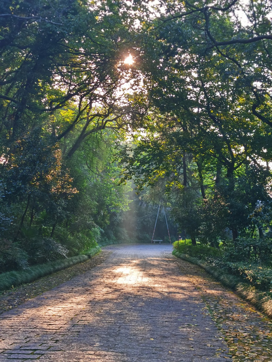 晨练途中斑驳树影下的爱心