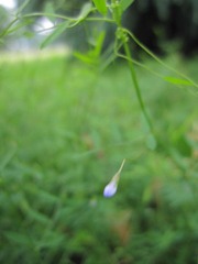 一滴花苞