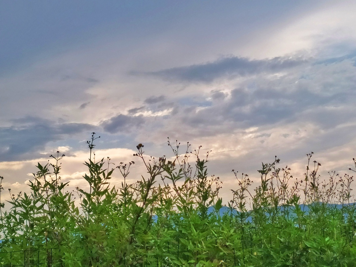 凝泪出门昏昏的灯溟溟的雨沉沉的未晓天凄凉的情绪将我的愁怀占住凄绝