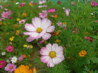 花草.JPG