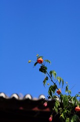 DSC_9767.JPG