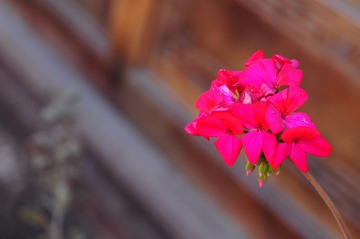 DSC_9787.JPG