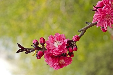 梅花5765.jpg