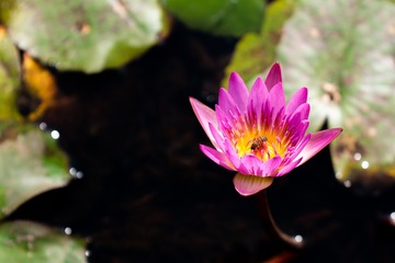 ZEN_7805