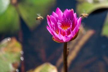 ZEN_7726
