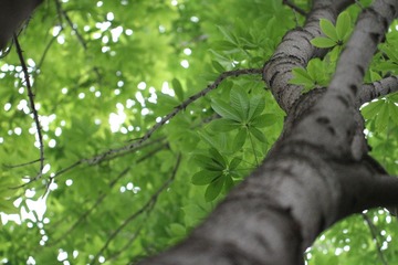 IMG_8449.JPG