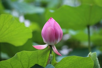 IMG_8550.JPG