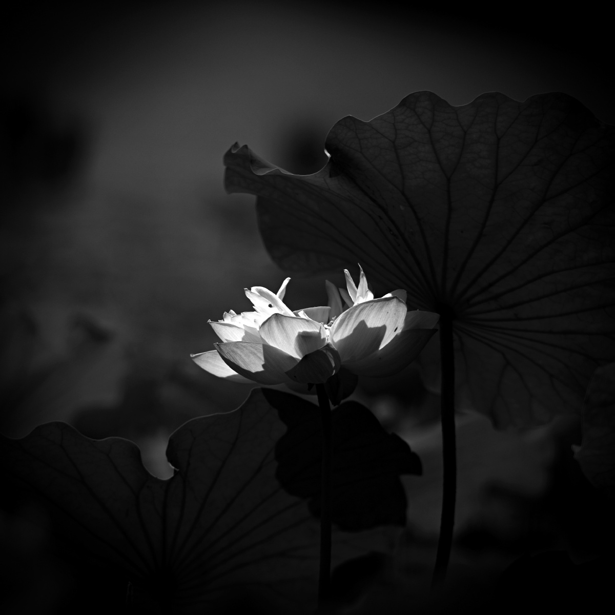 荷花黑白5