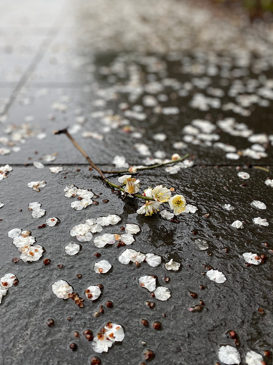 梅花雨