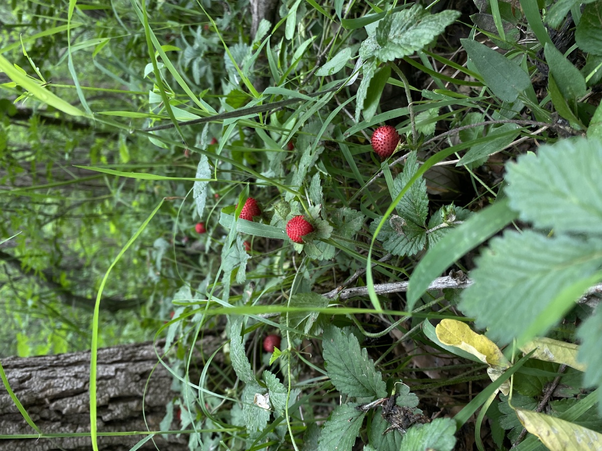 野生蛇莓无毒但是不好吃